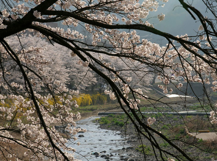 수안보 봄 풍경